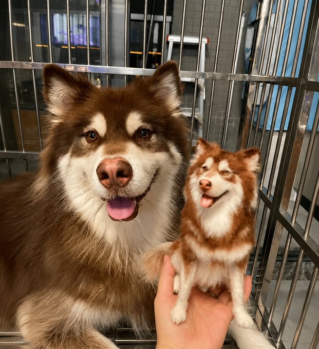 A large brown and white husky/malamute dog sitting in a cage next to a person's hand holding a small red and white husky plush toy that resembles the real dog.