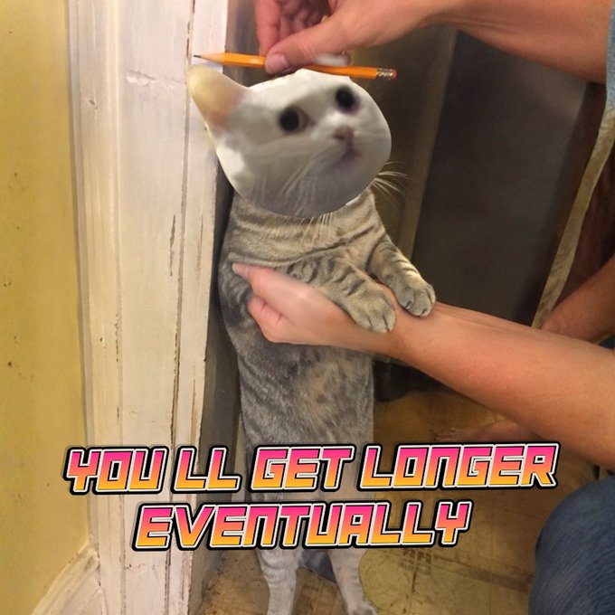 A humorous meme featuring a tabby cat standing upright while being measured by a pencil with the text "YOU LL GET LONGER EVENTUALLY".