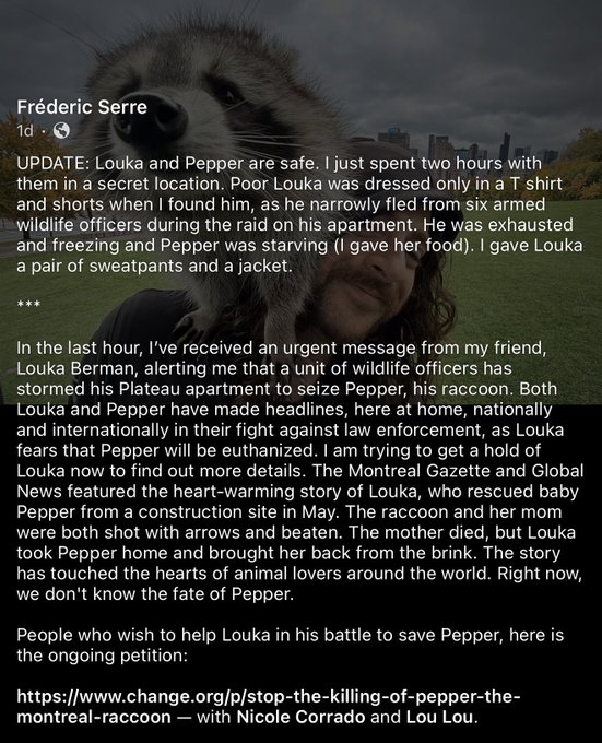 A Facebook-style post by Frédéric Serre gives an alleged update that raccoons Louka and Pepper are safe, claiming six armed wildlife officers raided Louka’s Plateau apartment to seize Pepper, who was starving and freezing. It includes a Change.org petition link, “Stop the killing of Pepper the Montreal raccoon — with Nicole Corrado and Lou Lou,” supporting the accompanying #savepepper post.