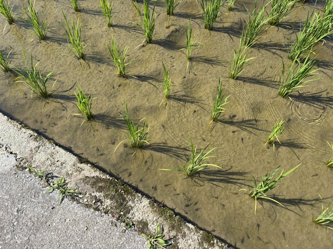 The image shows a close-up view of a field with young plants growing out of the ground, surrounded by water. The plants are small and appear to be struggling due to the presence of water. In the background, there is a sidewalk that extends into the distance. The caption provided in the image reads "#STEPN #HEAL3 オタマがジャクシーなシーズン". This suggests that the post might be related to a healing process or an artistic representation of growth and resilience.