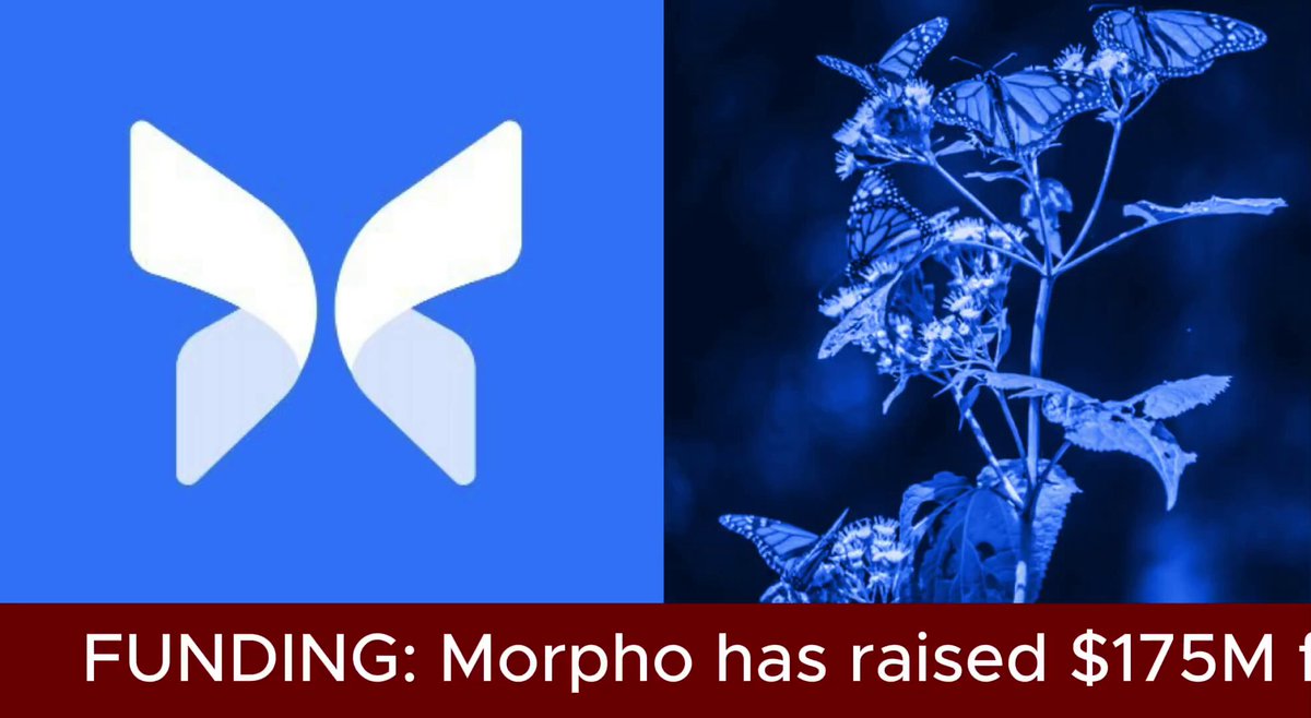 A logo of a white butterfly with wings spread wide, along with a plant and flowers surrounding the butterfly, set against a blue background. The phrase "Funding: Morpho has raised $175M" reads below the image, emphasizing that investors are backing the company. This could be related to a discussion about the cryptocurrency industry or a specific project within it.