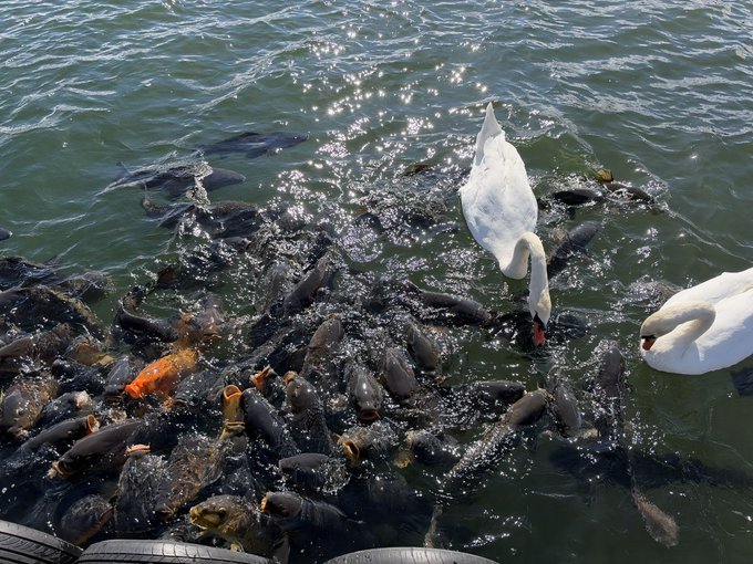 A flock of dark fish swimming near the surface of sunlit water, with two white swans feeding among them.