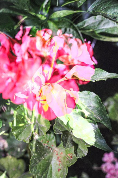A vibrant pink bougainvillea blooms amid lush green leaves, capturing a fresh and colorful "good morning" greeting that mirrors the lively, artistic spirit shared in the post.