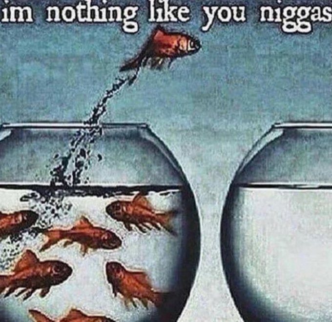 The image features a fish jumping out of water, with two glass bowls placed above it. One bowl contains five goldfish, while the other has three. The text "I'm nothing like you nigsas" is written below the scene. This phrase seems unrelated to the fish and bowls but could be interpreted as an expression about the differences between the fish and their owners or the people depicted in the image.