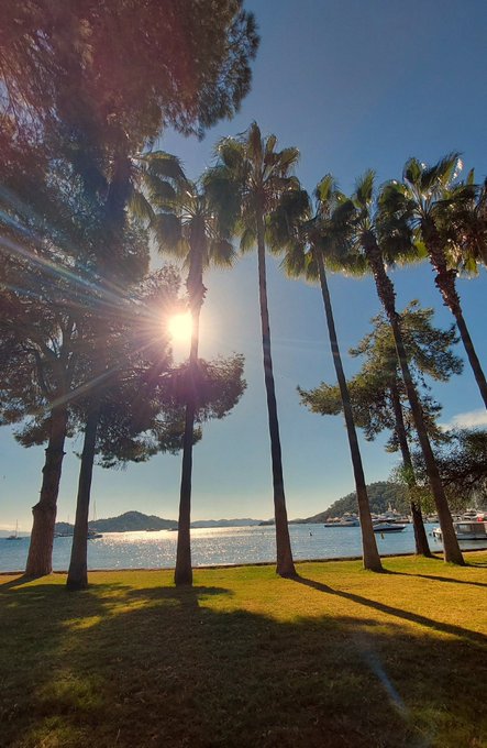 A sunlit coastal scene with tall palm trees lining a grassy area, the sun shining brightly through the leaves, and boats visible on the water in the distance.
