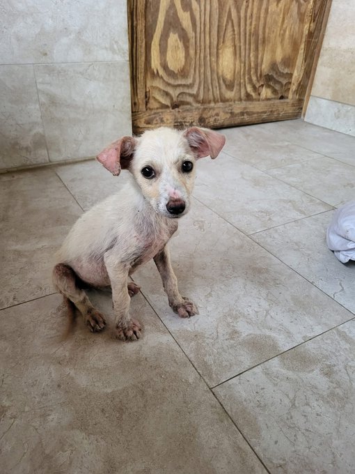 A small white and tan chihuahua-type dog with large ears sitting on a tiled floor in front of a wooden door.
