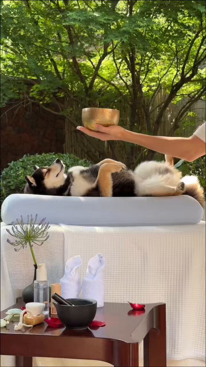 The image features a small dog lying down on a white table, with its head resting on a person's hand who appears to be petting or massaging it. The scene takes place outdoors, with trees visible in the background. There are two bowls placed on the table - one containing flowers and another filled with soap. A vase is also present on the table. The image includes text that reads "Manyu will pump hard after this", which could be a reference to the dog's breed or a description of its physical characteristics, such as its size or fur texture.
