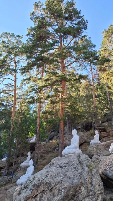 Several white Buddha statues sit in meditation poses on rocky outcroppings among tall pine trees under a clear blue sky.