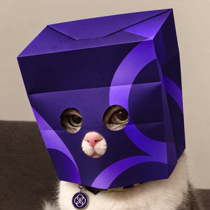 A curious white and gray cat peeks through circular cutouts in a purple hexagonal paper bag, wearing a small branded tag. The cryptic teaser image, paired with "Next week, new product," suggests a playful announcement for an upcoming launch, with the cat's wide-eyed expression building anticipation.