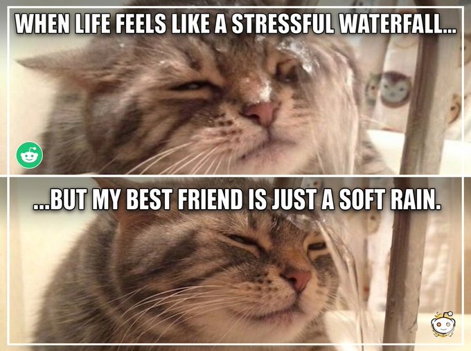 The image shows a cat sitting inside a shower stall with its eyes closed while being sprayed by water from a spray bottle. There are two versions of this image, both showing the cat's face and ears as they react to the water. The original image is in black and white, while the edited version also has another version in color. They all contain text that reads: "When life feels like a stressful waterfall... but my best friend is just a soft rain."