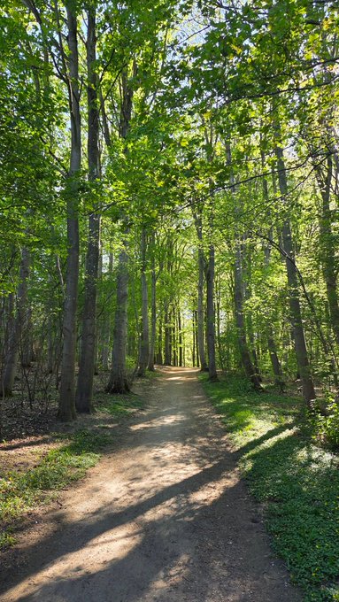 A dirt path winding through a dense, sunlit forest with tall, straight trees casting long shadows on the ground.