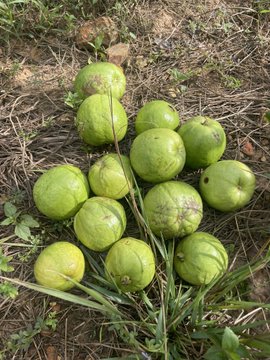 A cluster of round, green fruits (likely a variety of melon or gourd) growing on dry ground with surrounding vegetation.