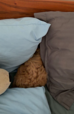 The image features an orange cat curled up sleeping under two pillows, one blue pillow and one gray pillow. The cat appears to be resting comfortably between the pillows, creating a cozy scene. The photo also includes text that reads "I was grinding HIP-4maxxing the other day switched over to Portfolio margin and holy shit the difference is insane now the volatility feels like a superpower not a trap I'am never going back". This message seems unrelated to the cat sleeping under the pillows, but it adds an interesting detail to the image.