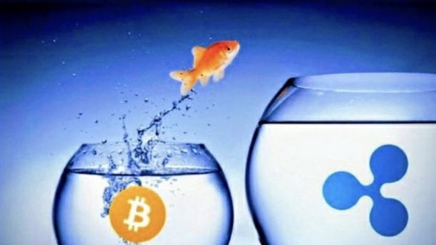 A goldfish leaps from a small bowl labeled with the Bitcoin "₿" symbol toward a larger bowl displaying the blue Ripple (XRP) logo, visually suggesting a transfer or migration of value from Bitcoin to XRP—symbolizing the poster's anticipation of XRP's price movement.