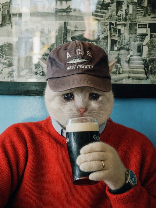 A white cat wearing a brown 'A.C.S. WEST PENWITH' baseball cap and a red sweater, drinking from a pint of Guinness in front of a wall decorated with black and white photographs.
