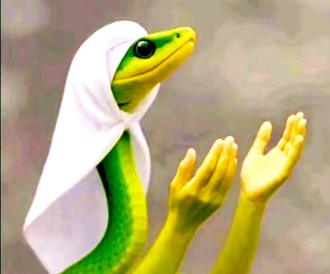 A humorous edited image of a green frog with human-like hands raised in a prayer position, wearing a white cloth draped over its head like a hood.