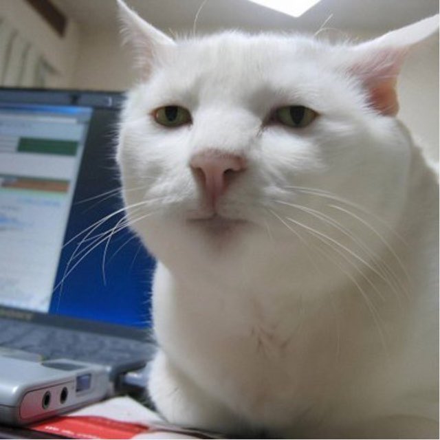 Close-up of a white cat with green eyes sitting near an open laptop, looking slightly off to the side.