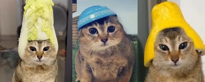 Three humorous photos of cats wearing various items on their heads: lettuce, a blue plastic bowl, and a yellow bell pepper.