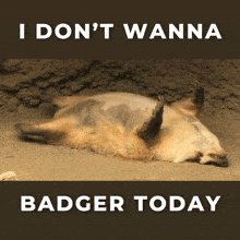 The image features a brown animal, possibly a badger, lying down on its side with its head resting on the ground. The background of the image appears to be dirt or sand, which could be indicative of an outdoor setting like a field or a forest. The caption below the image reads "Badger Today", suggesting that it is a reference to the animal in the picture.