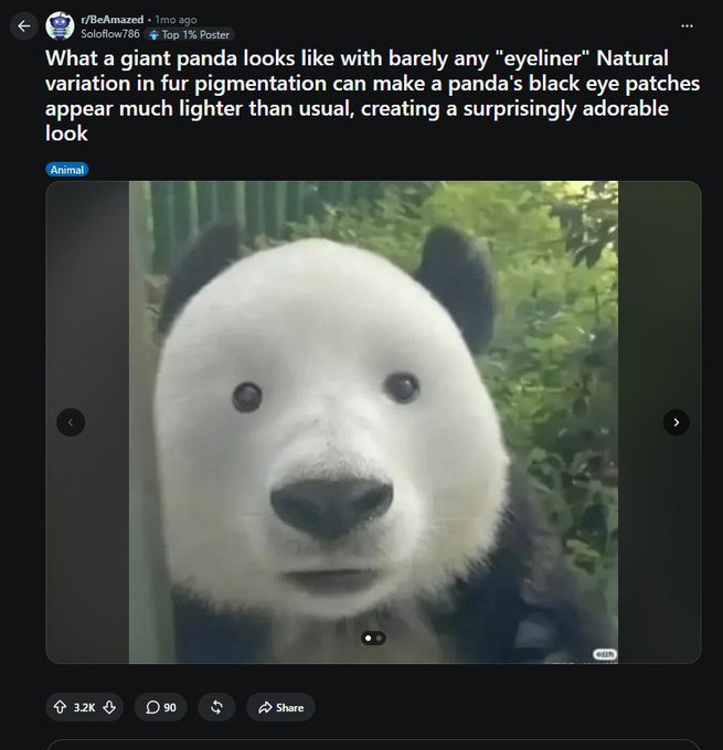 A Reddit post from r/BeAmazed shows a close-up of a giant panda with minimal black "eyeliner" patches around its eyes, giving it an unexpectedly cute and expressive face. The post, tagged "Top 1% Poster" from user r/BeAmazed, has garnered 3.2K upvotes and 90 comments, humorously highlighting how natural fur pigmentation variation can dramatically alter a panda's signature look.
