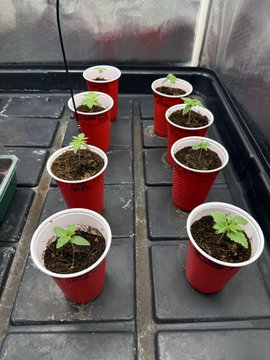 Several small green seedlings growing in red Solo cups filled with soil, arranged on a black tray in what appears to be a greenhouse or indoor growing setup.