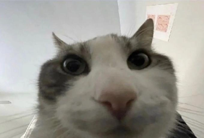 A close-up photo of a wide-eyed gray and white cat staring directly into the camera with an alert expression.