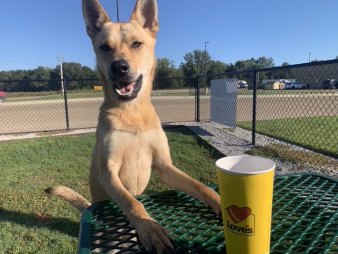 A tan dog with perked ears sits at a green mesh patio table with its paws propped up, smiling next to a yellow cup branded "Love's." The cheerful outdoor photo fits the caption's lighthearted tone, offering a charming picture in place of any commentary.
