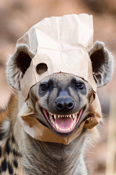 A hyena wearing a torn brown paper bag over its head smiles with its mouth open, revealing sharp teeth, against a blurred natural background.