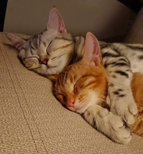 Two young cats, a gray tabby and an orange tabby, cuddle together while sleeping peacefully on a beige couch.