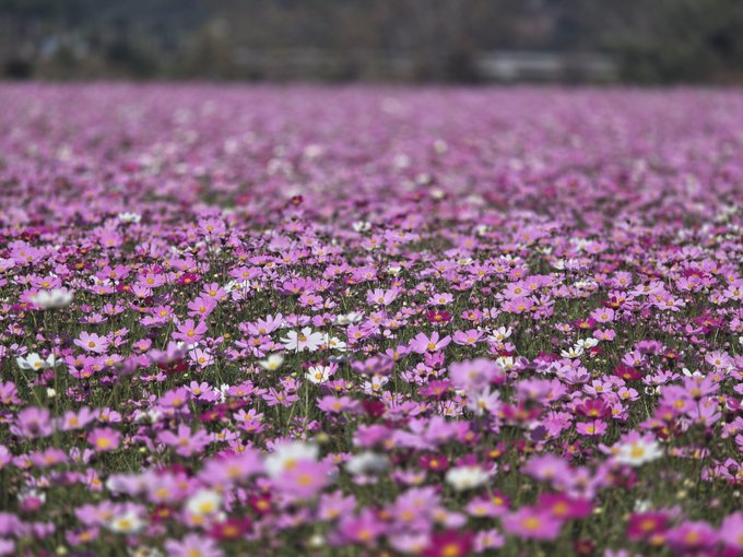 A vibrant field of pink and white cosmos flowers stretching into the distance with a blurred background.