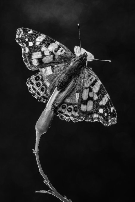 A dramatic black-and-white photograph of a butterfly with intricate patterned wings resting on a thin twig against a dark, smoky background.