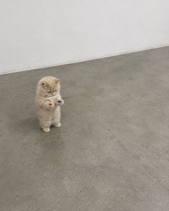 A cream-colored kitten stands on its hind legs on a concrete floor, reaching out with its front paws as if trying to catch something small, evoking the unstoppable upward momentum the post implies about the coin.