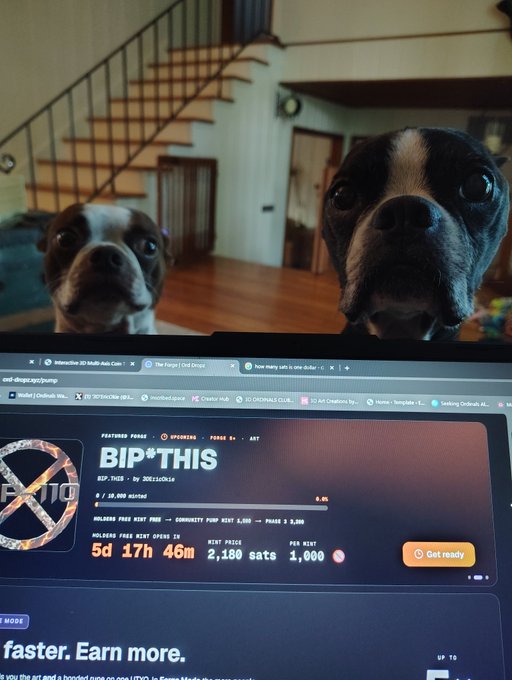 Two Boston Terrier dogs looking at the camera from behind a laptop screen displaying the "BIP THIS" NFT minting page on Chichi Club.