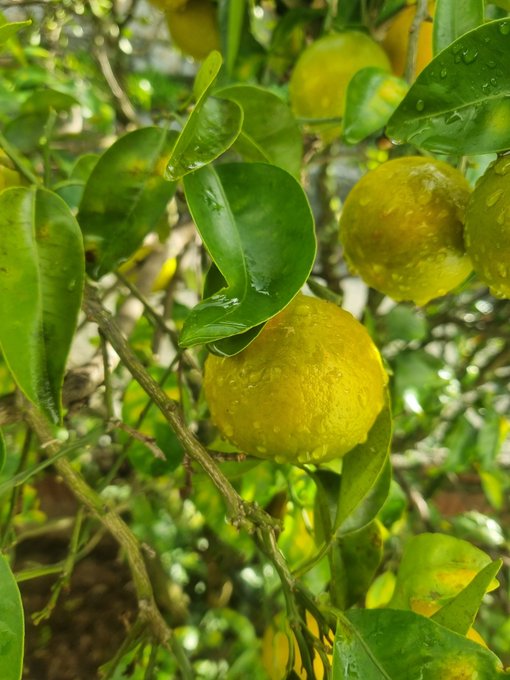 Close-up of yellow citrus fruits, likely calamondin or small oranges, growing on a tree with glossy green leaves covered in water droplets.