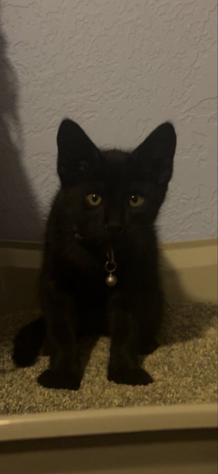 A black cat with bright yellow eyes and a collar with a bell sits on a carpeted staircase against a textured wall.
