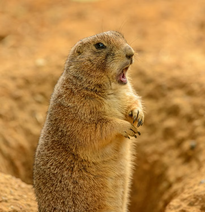A close-up photograph of a prairie dog or gopher standing upright with its mouth open on sandy ground.
