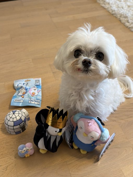 A small white fluffy dog sitting on a wooden floor surrounded by cute toy figures including a king penguin, a penguin with a soccer ball, and small bird characters, with a 'LIMITED EDITION' tag visible on one toy package.