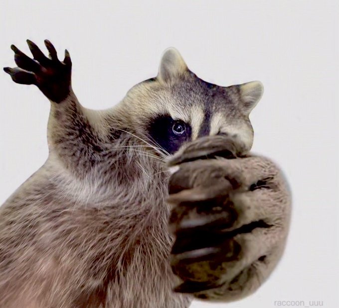 A raccoon poses dramatically against a light background, reaching out with one paw while holding its other paw near its face in an expressive gesture.