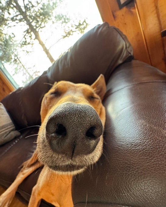 A close-up photograph of a brown dog resting on a dark brown leather couch, with its large nose filling most of the frame.
