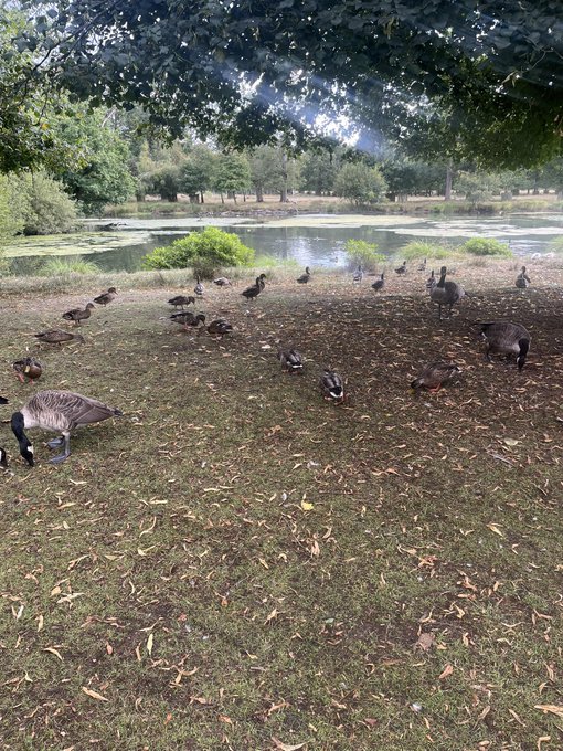 Outdoor photograph of a flock of geese and ducks grazing on a grassy lawn near a pond surrounded by trees.