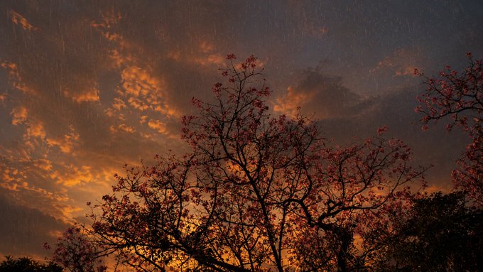 A silhouette of a tree with red blossoms against a dramatic sunset sky with orange-lit clouds and visible rain streaks.