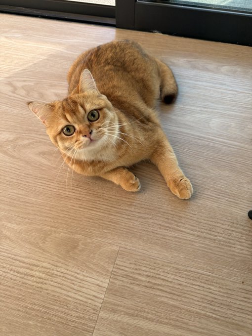 An orange tabby cat with green eyes lies on a wooden floor, looking up directly at the viewer.