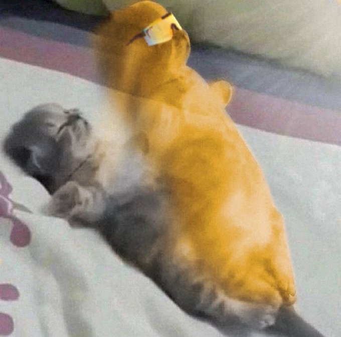A blurry photo of an orange tabby cat lying on its back against a fluffy gray stuffed toy on a bed with a purple floral print sheet.