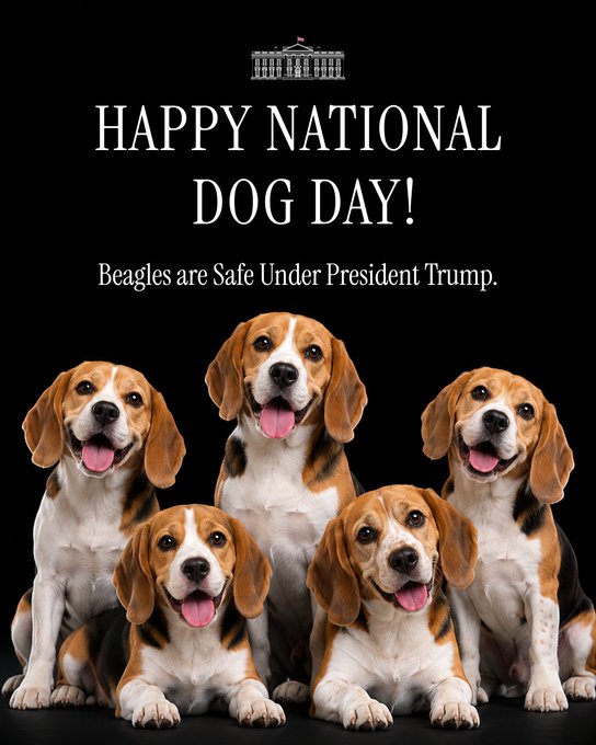 A graphic features five beagle dogs with text reading 'HAPPY NATIONAL DOG DAY!' and 'Beagles are Safe Under President Trump.' below an illustration of the White House.