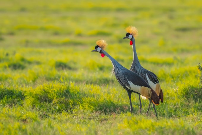 Two grey crowned cranes with golden crests stand together in a green grassy field.