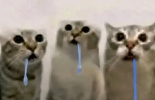 Three cats with wide, shocked eyes drool simultaneously in this popular meme image.