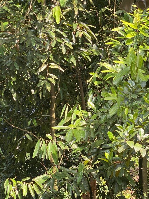 A close-up photograph of a lush green leafy plant or tree with dense foliage illuminated by sunlight.