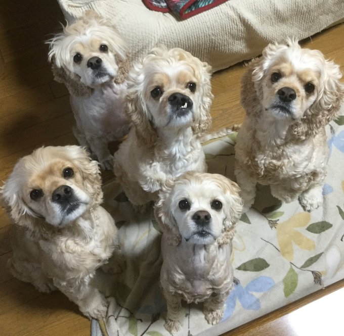 A group of five small, fluffy, light-colored dogs (resembling Shih Tzus or similar breeds) sitting together on a floral patterned blanket on a wooden floor, all looking up at the camera.