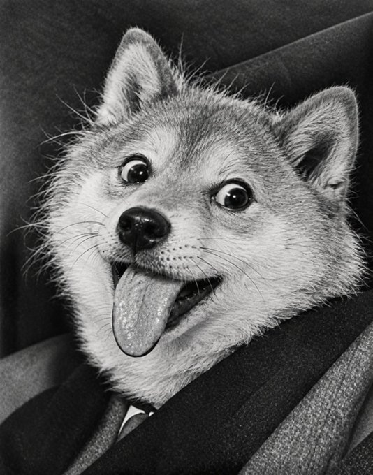 A Shiba Inu puppy, tongue out and eyes wide, grins from inside what appears to be a coat or hoodie collar. The caption riffs on the dog's mischievous expression, equating the playful chaos of building in the Dogecoin ecosystem with "somewhere between a bad idea and a brilliant one."