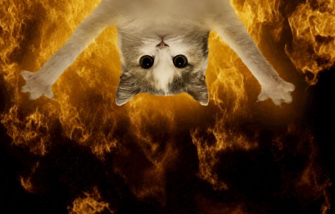 The image features a cat with its paws hanging upside down, seemingly suspended in mid-air against a backdrop of flames. The cat's position and the fiery background create an intriguing visual effect that captures attention. The caption accompanying the photo reads "Today we hang strong...#DangleGang United!!! Wen all else fails, and everything is too much for most #Memes, one Cat prevails! UpSide Down Cat will always be the most stable of the litter!! $USDC F3UfckxLPtCmFQZ8WDkDsYiwDHFzpdFrC1sfNkEofJH1". This caption highlights the unique and captivating nature of the image, as well as its connection to a specific post or series.